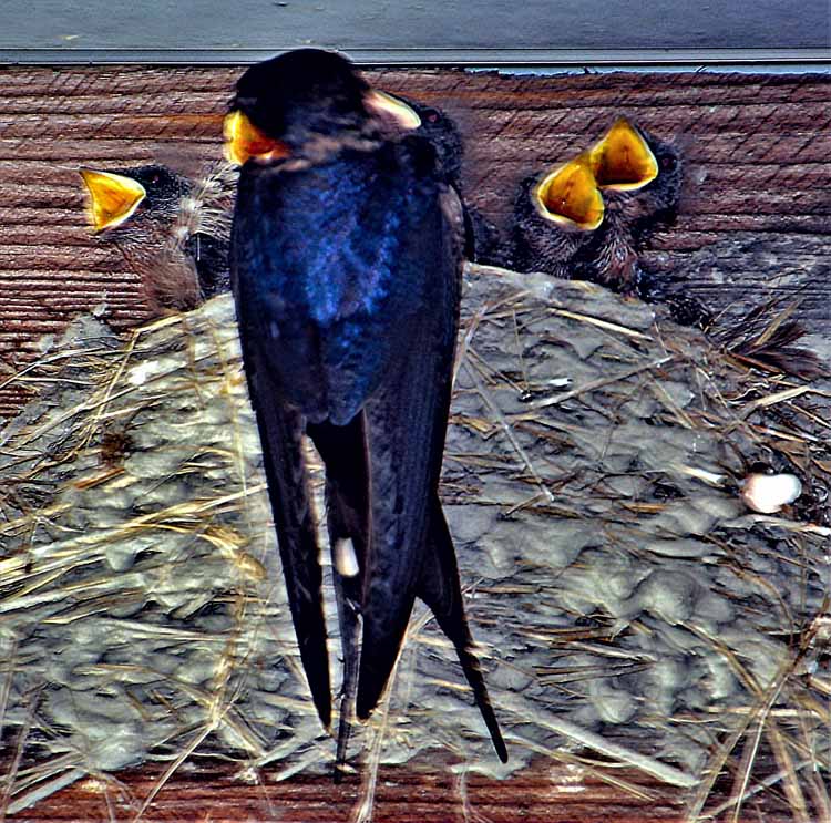 barn swallows being fed by mom